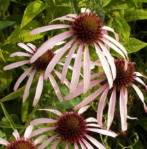 BStore 200 Seeds Coneflower Pale Purple Perennial Medicinal Pollinators Non-Gmo - $9.75