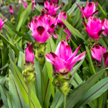 Colorful New Arrival Curcuma Bonsai Flower Plants Rarest  - 200 Seeds - $7.77