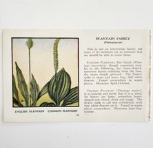 Common And English Plantain Flowers 1932 Color Plate Print Irving Lawson PGBG21A - £19.69 GBP