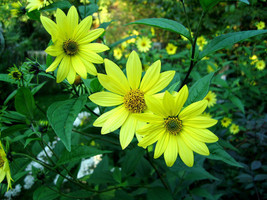 Sunflower Lemon Queen Sunflower Yellow Blooms 80 Seeds From US  - $8.35