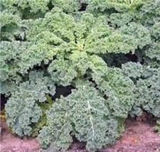 Kale Seed, Dwarf Siberian, Organic, Heirloom, Non GMO,100+ Seeds, Healthy Greens - £3.15 GBP