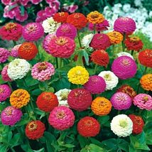 Zinnia Lilliput Flower Mix Seeds 200+ MIXED COLORFUL ANNUAL - £6.38 GBP