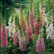 Digitalis Excelsior Mix – Premium Foxglove Flower Seeds - $5.45