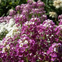 500 Sweet Alyssum Royal Carpet Lobularia Maritima Flower Seeds New Fresh Seeds - £12.22 GBP