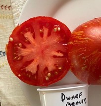 GIB 50 Seeds Easy To Grow Dwarf Beauty King Tomato Juicy Vegetable Tomatoes - $9.00