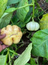White bitter tomato(Solanum aethiopicum), 200 seeds/8 USD, shipping cost... - $30.00
