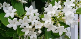 10 Seeds Stephanotis Floribunda Madagascar Jasmine Heirloom Seeds For R API D Lush - £11.67 GBP