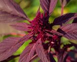 Red Garnet Amaranth Seeds, Kiwicha, NON-GMO, Variety Sizes, FREE SHIPPING - $1.97+