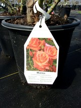 MARINA Everblooming Floribunda Salmon Orange Rose 3 Gal Bush Plants Plant Roses - £42.73 GBP