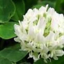 HGBO 100 Seeds White Dutch Clover Flower Seeds Perennial Great Gift From US - £6.58 GBP