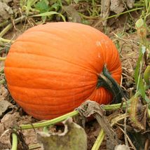 Mammoth Gold Pumpkins - Seeds - Non Gmo - Heirloom Seeds – Pumpkin Seeds - £4.71 GBP