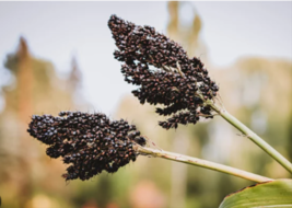 Organic BLACK AMBER CANE SORGHUM / SUGAR CANE 50 Seeds  - $9.99