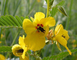 Partridge Pea Seeds ~ - £2.75 GBP