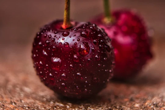 Organic! Sweet Cherry Tree {Prunus avium} 20 seeds  US Seller - $8.34