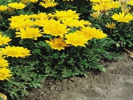 50 Seeds Gazania Mini Star Yellow Gazania Seeds Starts Nursery Garden USA Seeds - $8.50