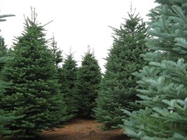 20 Seeds Noble Fir Perfect for Garden Planting Immediate Gardening Start - £13.03 GBP