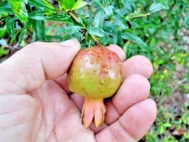 Septh 20 Dwarf Pomegranate Seeds - Punica Granatum &#39; Nana &#39; - $8.80