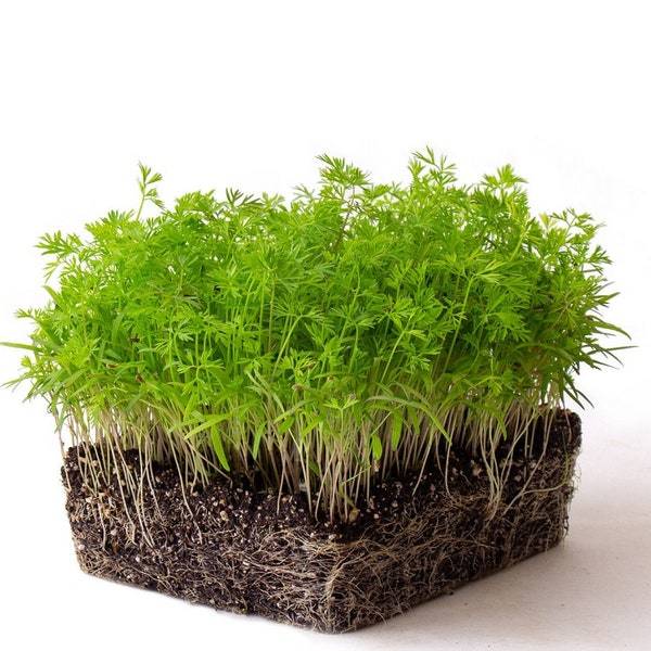 Carrot Microgreen Seeds Seeds For Sprouting Fresh Seeds - $3.00