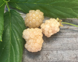 2 plants White Blackberry “Snowbank” Very Sweet - £33.37 GBP