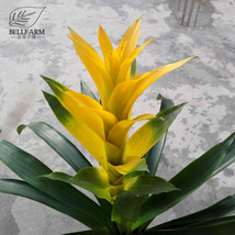 Pineapple Seeds Yellow Ornamental Leaves Bromeliad Plant Seeds 20 Fresh Garden U - $10.78