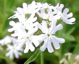 30 Lychnis Heirloom White Maltese Cross Seeds Perennial Flower Deer Resistant - £14.44 GBP