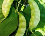 5 Hyacinth Bean Akhana Fujimame Seeds Heirloom Asian Garden Flower Fast ... - £7.20 GBP
