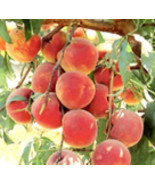 Prunus persica &quot;Nemaguard&quot; (Peach seedling) live 1-2 y.o. plant - $23.25 CAD
