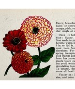 Zinnia Garden Flowers 1940 Art Rudolf Freund Color Plate Print PCBG16 - $34.29 CAD