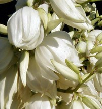 6 Adam&#39;s Needle Yucca (Yucca Filamentosa) Bulbs/Rhizomes- Fresh &amp; Ready ... - $49.95