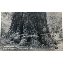 RPPC Vintage Postcard, Largest Tree, Muir Woods, San Francisco CA - £16.01 GBP