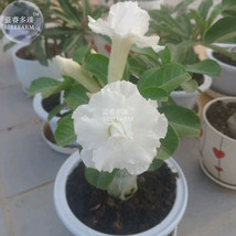 PWO Fresh Adenium Purely White Flower Seeds, 2 Seeds, 2-Layer Middle-Sized Bonsa - £2.18 GBP