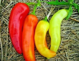 BStore 90 Seeds Sweet Banana Pepper Seeds Organic Vegetable Garden Conta... - £6.75 GBP