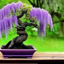 Wisteria Vine saplings Upscale Vegetable Garden Plants, 10 SEEDS D - $14.35