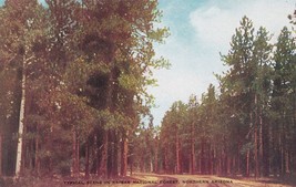 Kaibab National Forest Arizona North Rim Grand Canyon Postcard Unposted - £7.90 GBP
