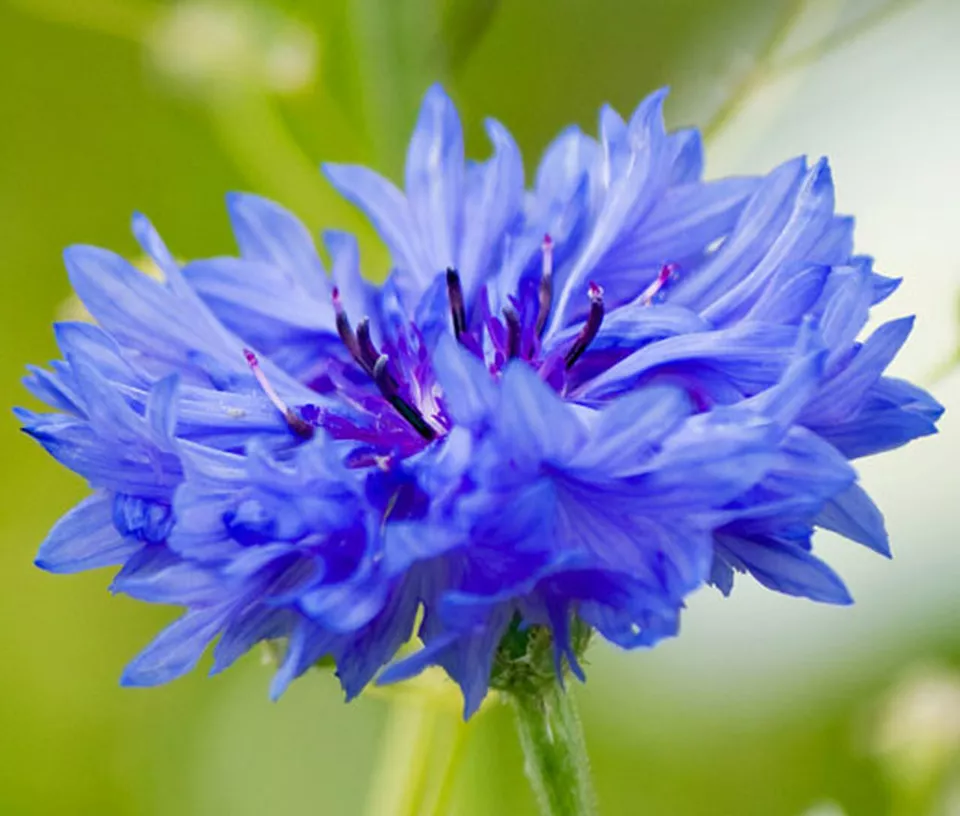 KS Tall Blue Cornflower Bachelor Wildflower Suppliers Planting 250 Seeds  - $9.19