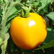 Moonglow Tomato Seeds Gardening Fresh Usa Shipping - £6.99 GBP