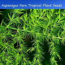 New Fresh Seeds Tropical Seeds Asparagus Feather Fern 10 Seeds Container Gardeni - $19.36