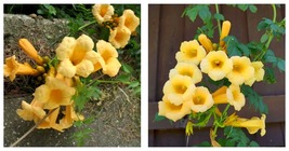 Yellow Hummingbird Trumpet Vine Flower Seeds 30 Seeds - £17.63 GBP