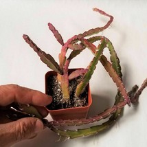 Cacti Rhipsalis lepismium cruciforme cactus Succulent real live plant - $43.78