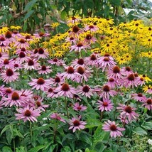 VP 50 Purple Coneflower Seeds Echinacea Purpurea Perennial Bloom Flower Seed 100 - $7.49