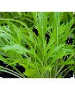1500 Mizuna Asian Mustard Seeds, Herb Plant Outdoor Plant Organic Plant - $10.99
