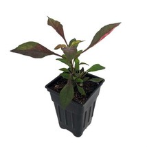 Biblical Red St Josephs Coat Plant Alternanthera Easy Houseplant 2.5 inch Pot - $17.98