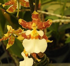 Oncidium Golden Afternoon hybrid Orchid mounted on a cedar shingle! - £20.00 GBP