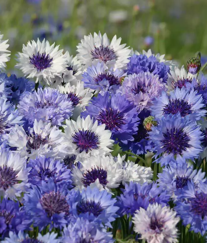 JGBO 120 Centaurea &quot;Fantastic&quot; Blues Bachelor Buttons, Annual Corn Flowe... - $14.00