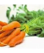 Carrot Little Finger Seeds Non GMO 50 Seeds Carrots Seed Fast Grow - $11.25