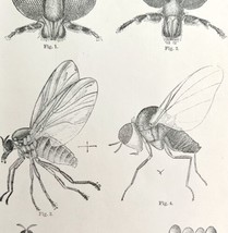 Southern Buffalo &amp; Turkey Gnats #2 Insect Victorian 1887 Print Entomolog... - $24.99