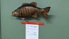 Beautiful Real Skin 19” Small Mouth Bass Taxidermy Wall Mount Art Wildlife - £275.25 GBP