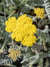 OKB 100 Yellow Yarrow Seeds - Achillea Clypeolata Outstanding Cut Flower - £10.10 GBP