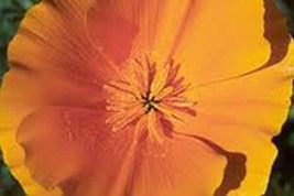 California Poppy, 500 Seeds, Organic, Beautiful Bright Orange, Perfect Poppies - £7.18 GBP