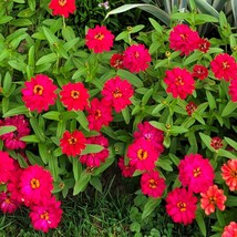 Zinnia Profusion Double Hot Cherry Zinnia Elegans 20 Flower Seeds Gardening USA  - £7.72 GBP